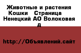 Животные и растения Кошки - Страница 4 . Ненецкий АО,Волоковая д.